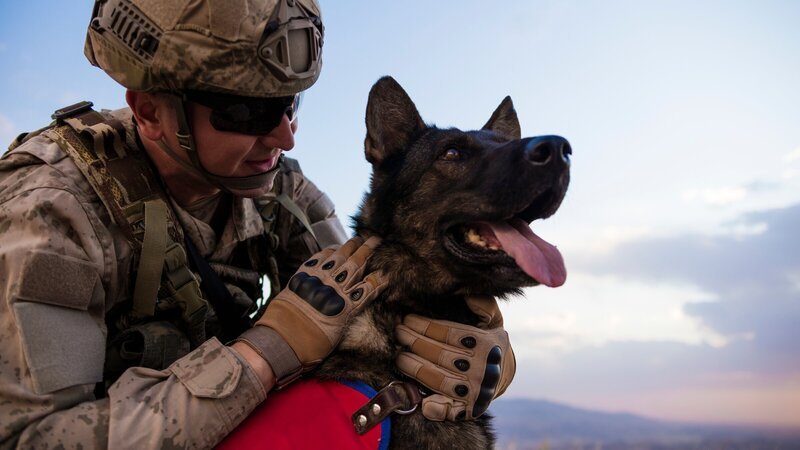 Tiere sind auch im 21. Jahrhundert noch Teil von Streitkräften in aller Welt. So suchen Hunde nach Sprengstoffen oder warnen von anderen Gefahren und verteidigen ihren Soldaten, wenn dieser angegriffen wird. – Bild: ZDF und guvendemir