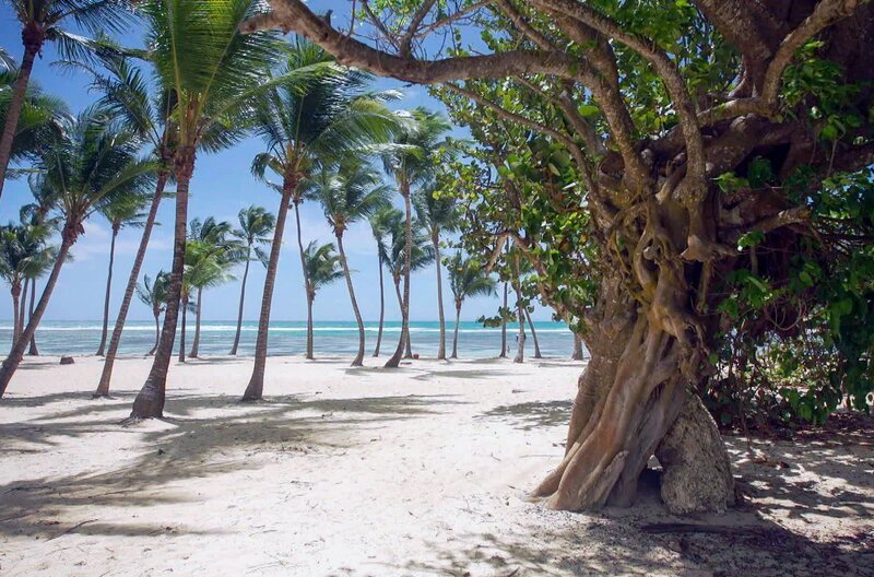 Die Antilleninsel Guadeloupe begeistert Besucher mit tropischem Klima und idyllischen Stränden. – Bild: Elephant Doc