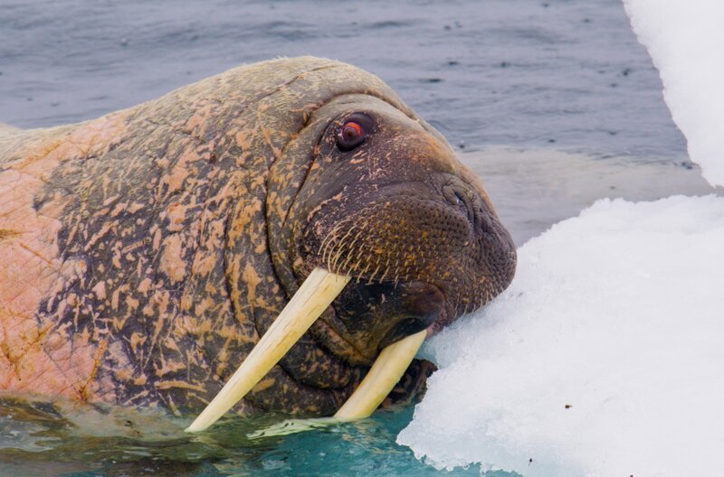 Das Walross lebt im hohen Norden Grönlands an der Eiskante zum Nordpol. – Bild: NDR/​Lars Pfeiffer