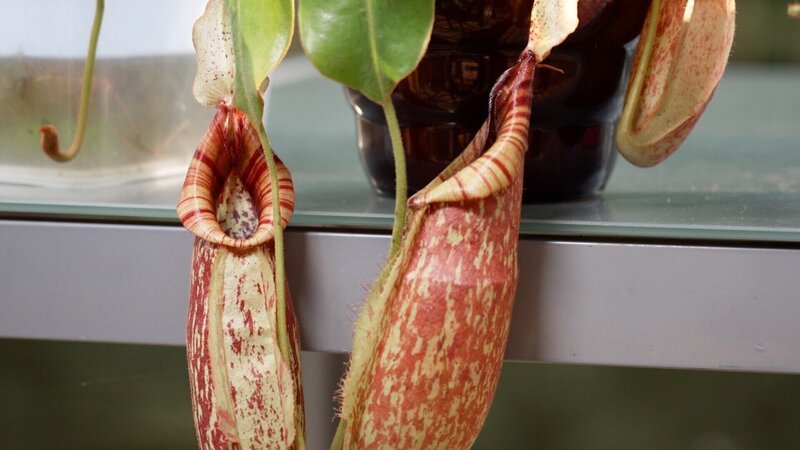 Kannenpflanze. – Bild: ORF/​Steiner Familyentertainment