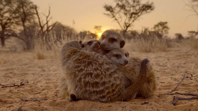 Erdmännchen kuscheln im Sonnenuntergang – Bild: WDR/​Plimsoll Productions