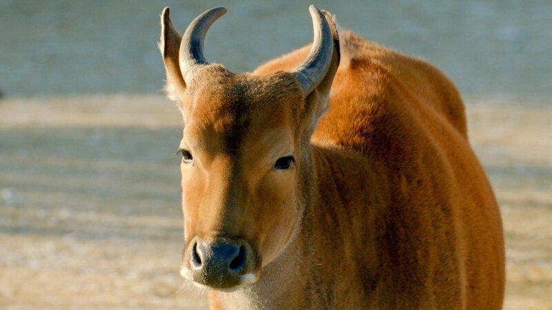 Ein Java-Banteng. – Bild: ORF/​Universal
