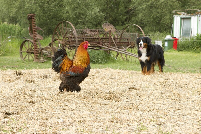 Berner Sennenhund Keks ist für sein nächstes Abenteuer bereit. Mal sehen, wen er heute trifft? – Bild: ZDF/​Zia Ziarno
