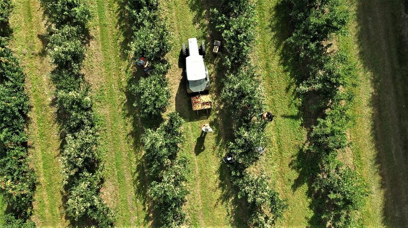 Skåne hat nicht nur die besten Aale zu bieten, sondern auch die saftigsten Äpfel. Alexandra und Madeleine Nilsson ernten ihre Goldstücke auf dem 155 Jahre alten Bauernhof noch per Hand. – Bild: NDR/​nonfictionplanet/​Eddy Zimmermann