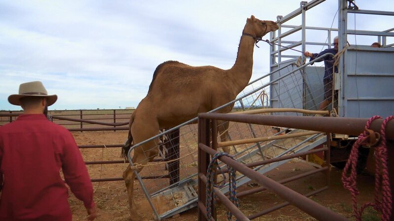 Die Leute versuchen, die Kamele in den Anhänger zu bekommen. – Bild: Warner Bros. Discovery