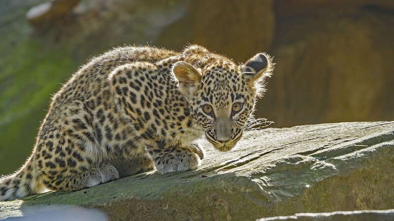 Wertvoller Nachwuchs im Kölner Zoo: Persischer Leopard – Bild: WDR/​Längengrad Filmproduktion