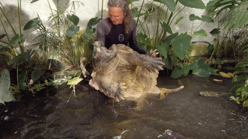 Peter Praschag Schildkröten-Experte. – Bild: ORF