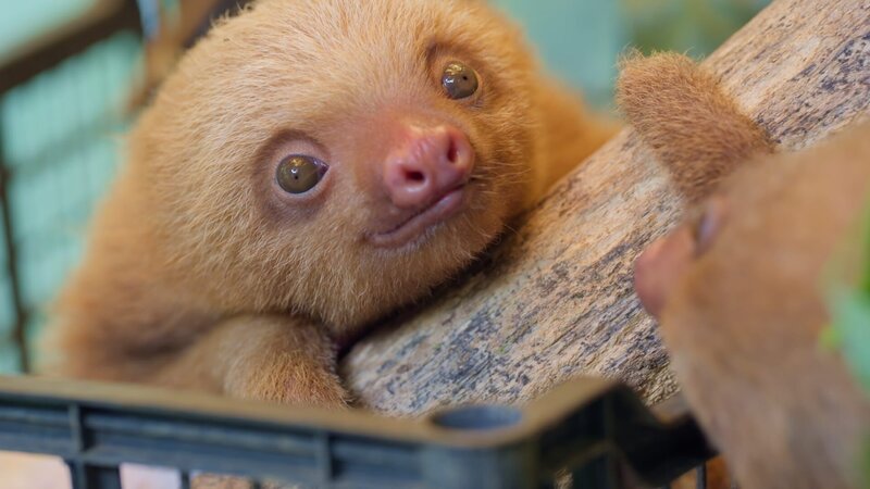 Immer wieder bleiben Faultiere verwaist zurück, wenn ihre Mütter durch Stromschläge an Stromleitungen sterben. Zum Glück gibt es Rettungsstationen, die sich um die Tiere kümmern. – Bild: ZDF und Oliver Roetz