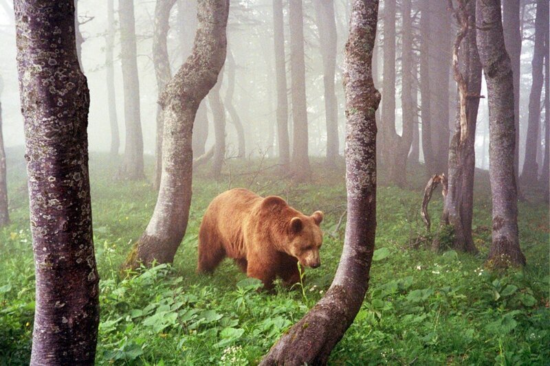 Ötscherbär im Nebelwald. – Bild: 3sat
