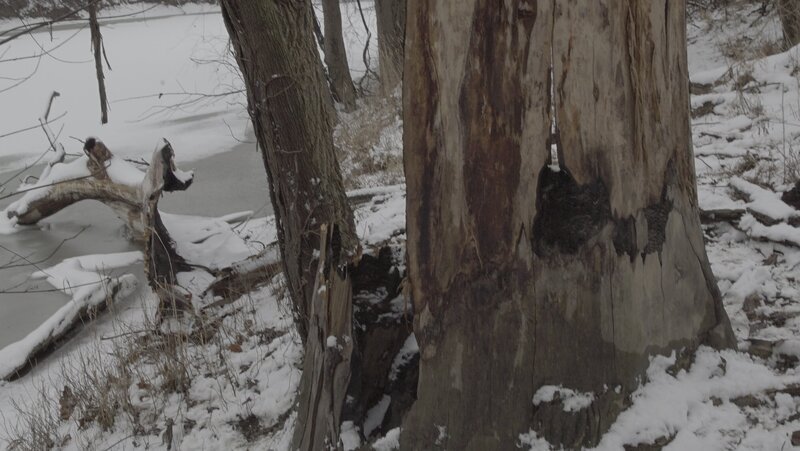 Bild: WAGTV Lizenzbild frei