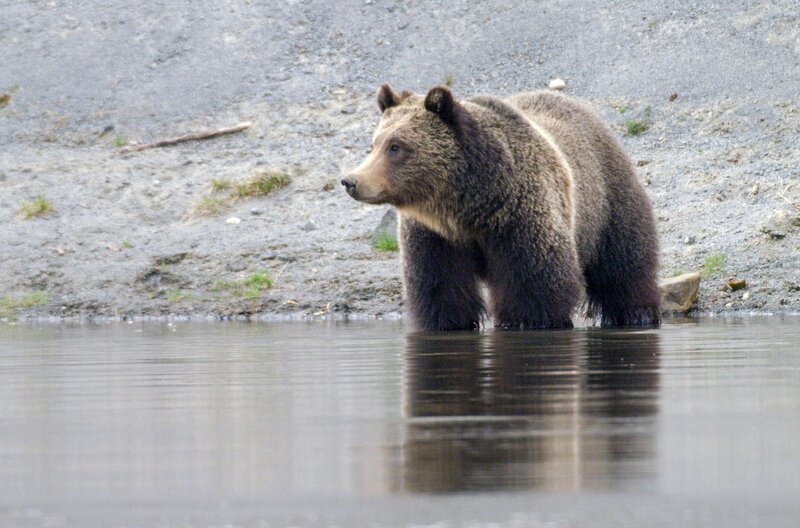 Auf dem Weg zu ihren Sommerweiden müssen Grizzlybären den angeschwollenen Fluss überqueren. – Bild: Smithsonian Networks/​Grizzly Creek