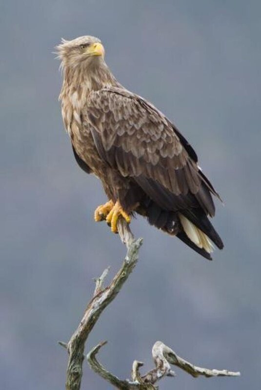 Können die heimischen Tiere, wie der Seeadler, dauerhaft mit den hauptsächlich menschengemachten Veränderungen unserer Umgebung mithalten? – Bild: VNES