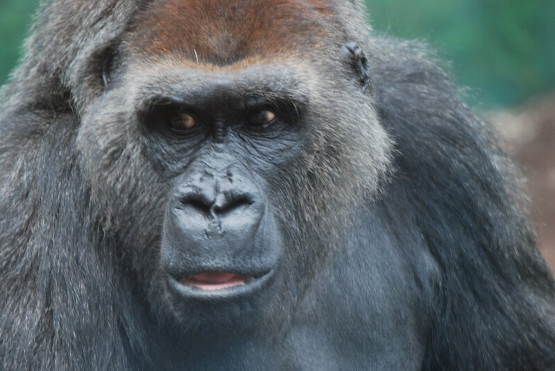 Was halten Gorillas von Schnee? – Bild: BR/​Jens-Uwe Heins