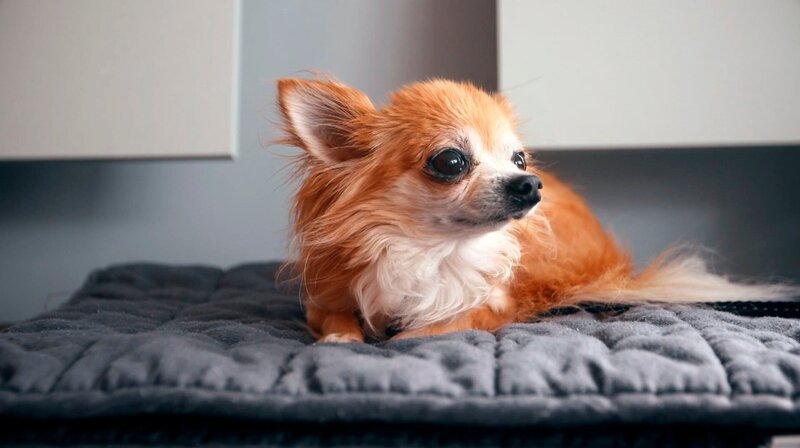Fachzentrum für Kleintiermedizin in Chemnitz: Der neun Jahre alte Chihuahua-Hund Loui leidet unter akuter Atemnot. – Bild: MDR