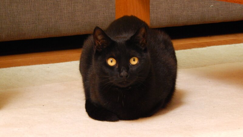 Coco. – Bild: Animal Planet /​ Photobank /​ Discovery Communications