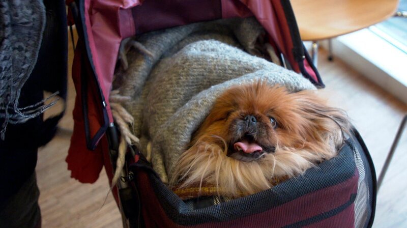 Die betagte Pekinesen-Dame Sonija ist schwer krank. Wohlbehütet fährt sie im Kinderwagen beim Hamburger Tierdoc vor. – Bild: NDR/​Doclights GmbH