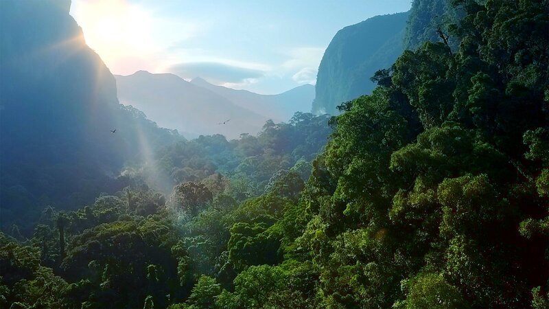 Der Nationalpark Gunung Mulu im Norden Borneos ist Heimat tausender Tier- und Pflanzenarten. Viele von ihnen sind endemisch, kommen also nur hier vor. – Bild: BBC