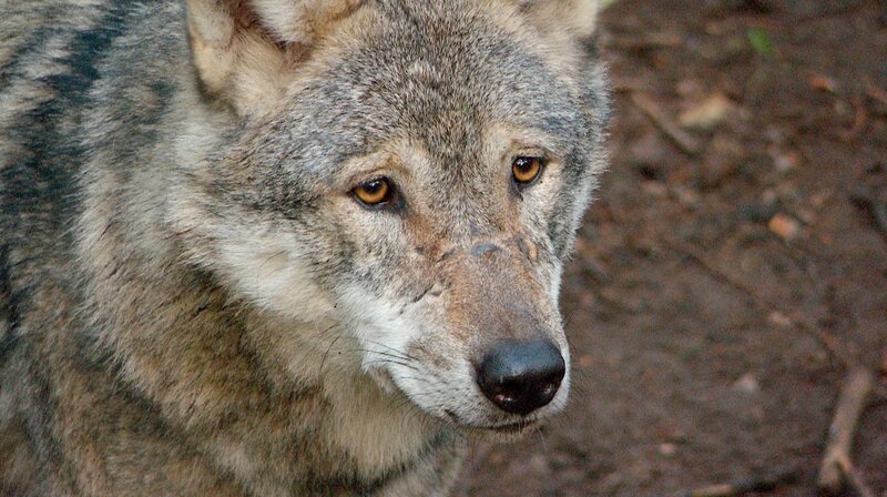 DIE NORDREPORTAGE: WENN DIE WÖLFE WIEDERKOMMEN - Der Wolf. Früher als Bestie verfolgt, heute unter Schutz gestellt. – Bild: NDR /​ NDR Presse und Information
