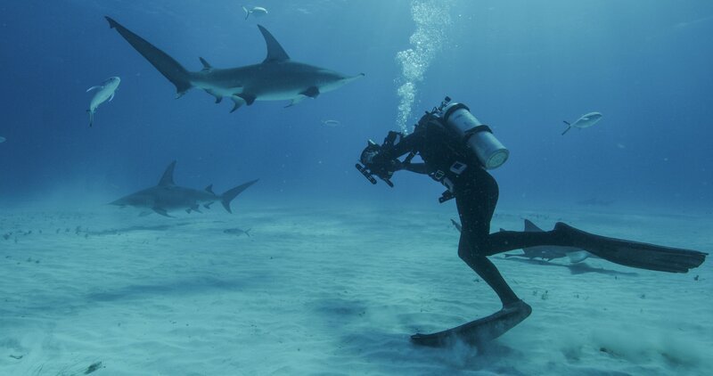 A tiger shark cruises the bottom in search of food. – Bild: National Geographic Partners, LLC /​ Devon Massyn