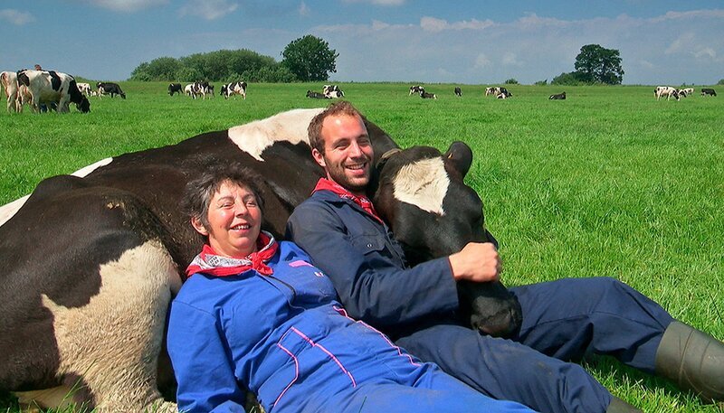 Kuhkuscheln, der neue Trend in Friesland. – Bild: NDR/​Manfred Schulz TV & FilmProduktion