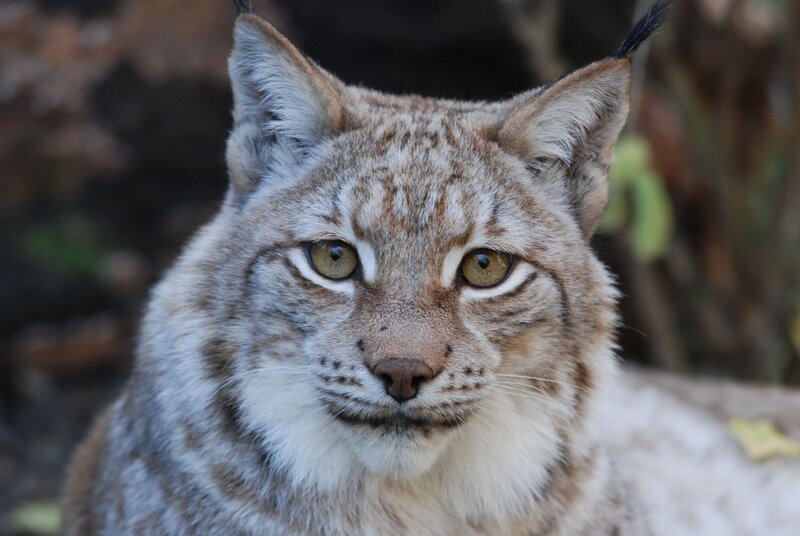 Weihnachts-Stimmung bei den Luchsen. – Bild: BR/​Jens-Uwe Heins