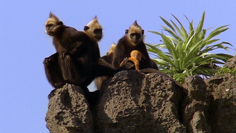 Nachwuchs bei den Goldkopflanguren in den Felsen der Ha Long-Bucht. Die Babys mit dem leuchtend goldenen Fell sind für die Artenschützer immer wieder ein Hoffnungsschimmer. – Bild: BR