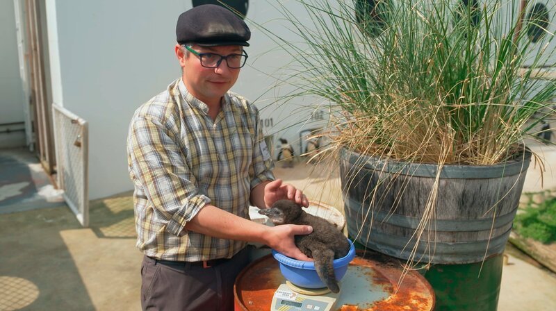 Küken Johnny-Bene ist schon ein properes Kerlchen geworden – heute will Pfleger Benedikt Knüppe das Gewicht des Kleinen kontrollieren und in der Laufschule seinen Gang überprüfen. Der Tierpfleger hofft, dass aus frisch gelegten Eiern bald noch mehr tapsige Jungvögel schlüpfen – für die bedrohte Pinguinart wäre das ein wichtiger Zuchterfolg. Doch werden die Eltern auch diesmal erfolgreich brüten oder bleibt Johnny-Bene das einzige Jungtier der Kolonie? – Bild: NDR/​Doclights