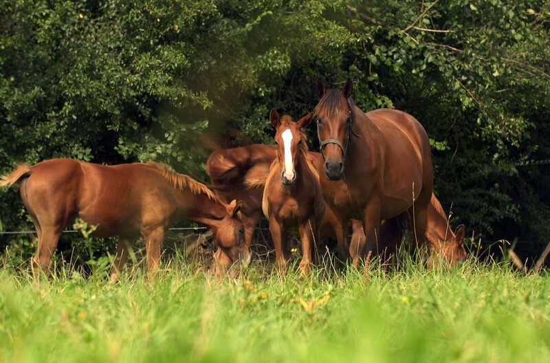 Eines der wichtigsten Ereignisse des Jahres in dem eleganten Badeort Deauville an der normannischen Küste ist die Versteigerung der Jährlinge. – Bild: Elephant Doc