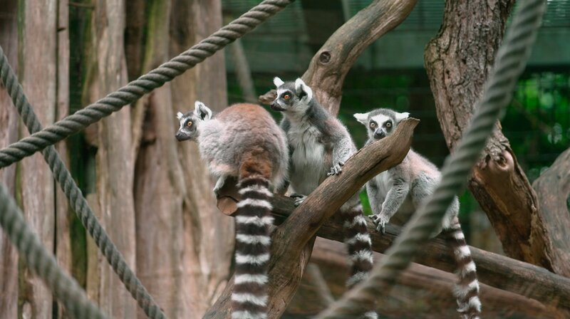 Die Halbaffen mit den auffällig geringelten Schwänzen ziehen um ins grüne Paradies. Den Revierwechsel absolviert die Junggesellentruppe zu Fuß und muss dabei zwei leerstehende Gehege passieren. Die Tierpflegerinnen Sarah Menzenbach und Nele Rex befürchten, dass die Affenbande nicht so leicht vorankommt. Denn unterwegs gibt es viel zu beschnuppern und zu untersuchen. Seinen ersten Zwischenstopp legt das Wander-Quartett bei frischem Grünzeug ein. Werden Sarah und Nele die Tiere da weglocken können? – Bild: NDR/​Doclights