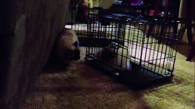 Izzy the cat. – Bild: Warner Bros. Discovery