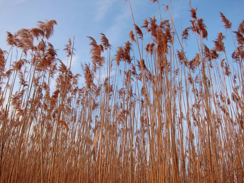 Schilf – Bild: ORF III Schilf – Bild: ORF III