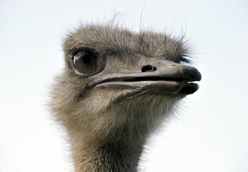 rbb Fernsehen PANDA, GORILLA & CO., TEIL 169, „Geschichten aus dem Zoo Berlin und dem Tierpark Berlin“, am Freitag (18.02.11) um 20:15 Uhr. Strauß – Bild: rbb/​Thomas Ernst