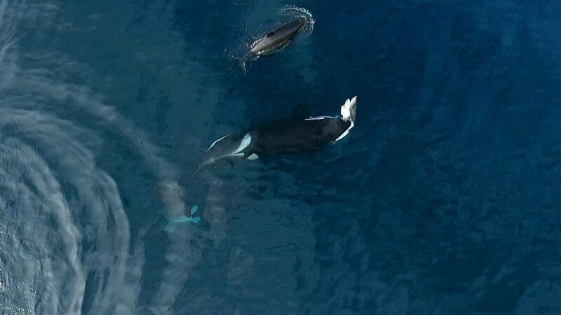 Monterey, CA – Orca greift einen Siebenkiemerhai an (Slater Moore) – Bild: National Geographic Partners, LLC /​ Slater Moore