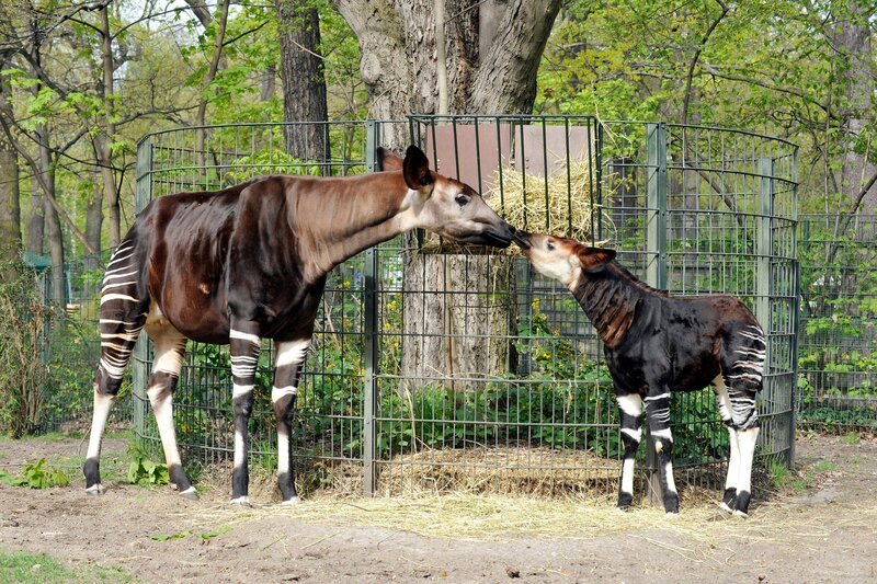 Okapi Batouri hat sich von Anfang an vorbildlich um ihr erstes Jungtier gekümmert. Tochter Bashira entwickelt sich prächtig und bringt mit ihren knapp drei Monaten bereits über neunzig Kilogramm auf die Waage! – Bild: rbb/​Thomas Ernst