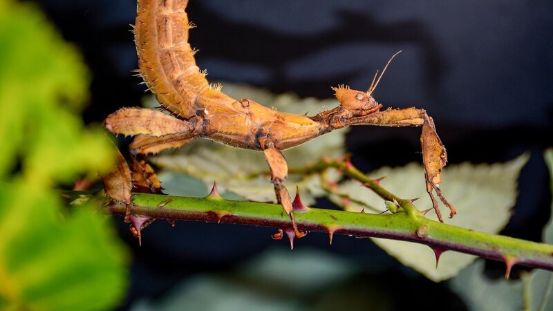 Bild: Wildbear Pty Ltd