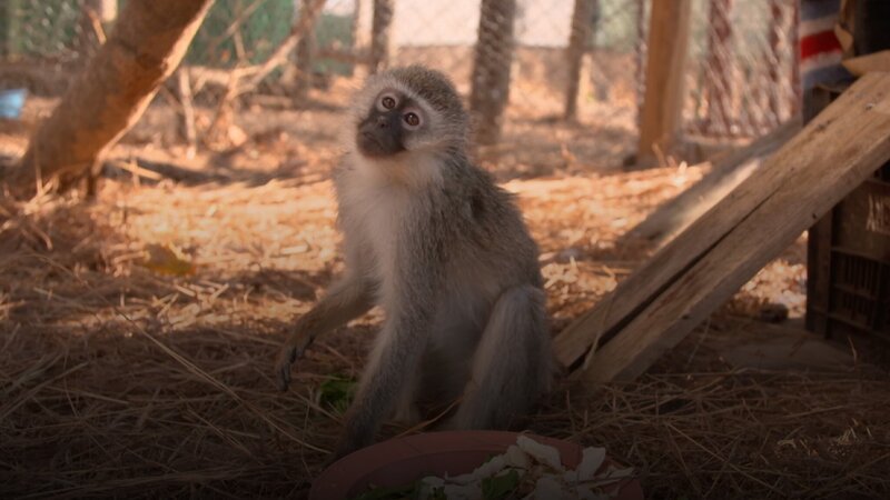 Meerkatzen-Waisen Theo – Bild: Curiosity Channel