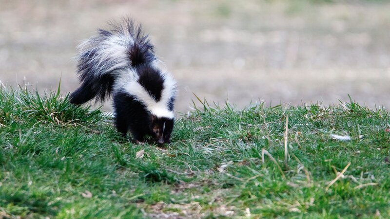 Skunk out looking for food – Bild: Bryant Aardema /​ Bryants Wildlife Images