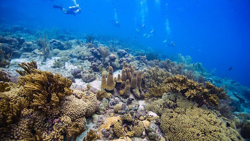 Weltweit sterben Korallenriffe oder sind bedroht. Durch eine neue Methode der Korallenvermehrung könnte es gelingen, Riffe wieder aufzubauen. – Bild: ZDF und Paul A. Selvaggio