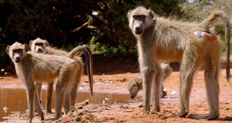 Steppenpaviane kommen ans Wasserloch um sich zu erfrischen. – Bild: WDR/​Terra Mater Studios GmbH+ Waterhole Films/​Deeble & Stone