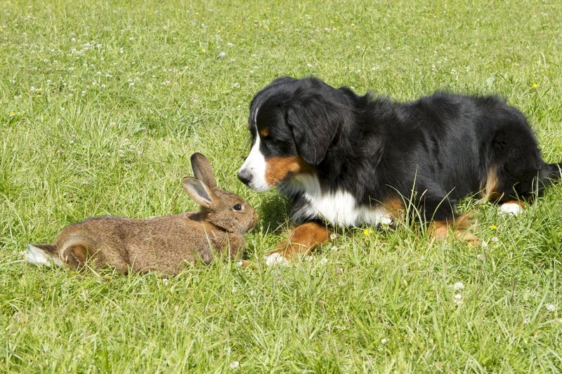 Karl Kaninchen fürchtet sich vor einem unheimlichen Klappergespenst. Keks ermuntert ihn, seine Angst zu besiegen. – Bild: ZDF/​Zia Ziarno