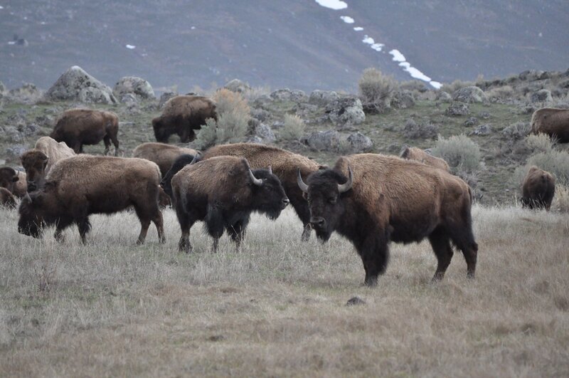 Der Amerikanische Bison, oft auch als Indianerbüffel oder nur als Büffel  bezeichnet, ist ein in Nordamerika verbreitetes Wildrind und zugleich das größte Landsäugetier der Region. – Bild: ZDF und Robert Wortmann