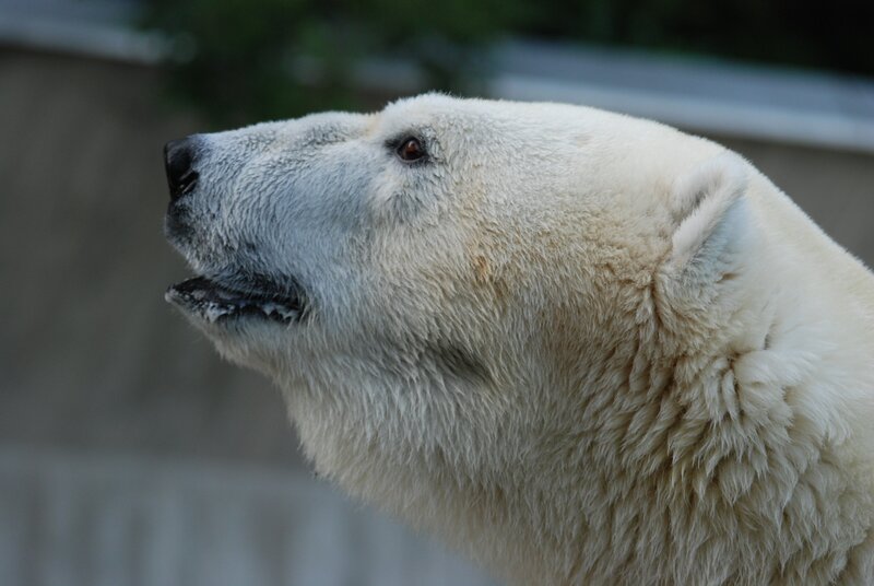 Lieben Eisbären Geschenke? – Bild: BR/​Jens-Uwe Heins