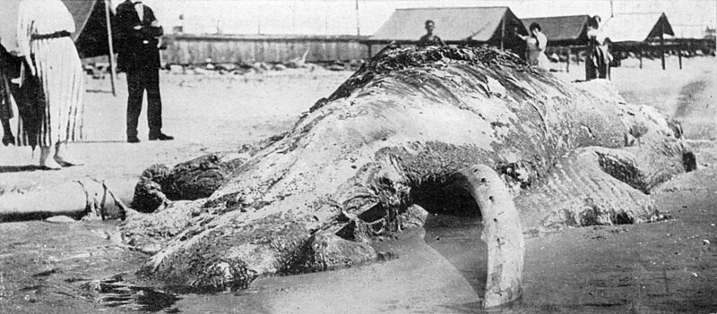 2M3RR82 Cape May sea creature, 1924, Cape May sea creature, 1924 – Bild: Chronicle /​ Alamy Stock Photo