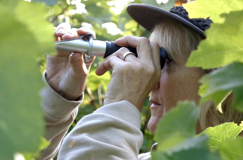Sogar die königliche Familie produziert ihren eigenen Sparkling. Seit der Einführung 2013 reißen sich die Engländer um den edlen Tropfen, der im Park von Schloss Windsor angebaut wird. Anne Linder ist hier für die Weinherstellung zuständig. – Bild: Grand Angle Productions