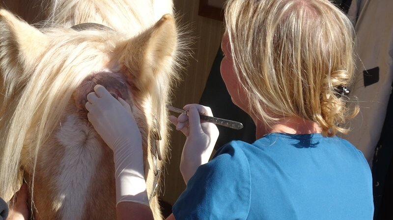 A ranch visit to Heart and Horses, to remove mass from Varsity’s head. – Bild: Animal Planet /​ Discovery Communications