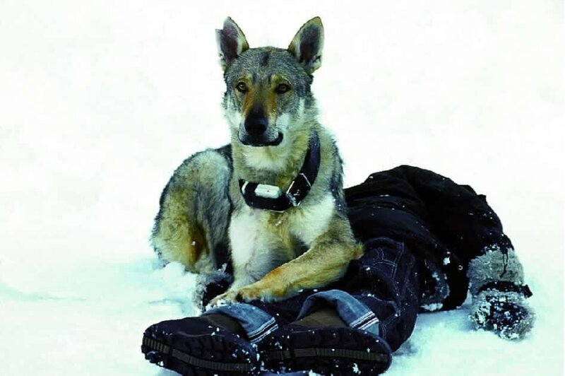 Der Weihnachtswolf – Bild: RTL Passion