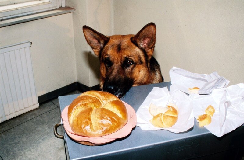 Rex und die Wurstsemmeln. – Bild: Sat.1 Gold