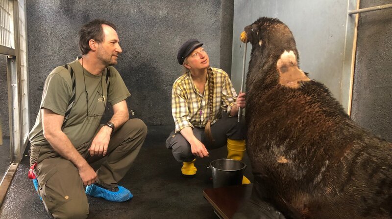 Nicht so gute Nachrichten für Seebär Roger: Seine erbsengroßen Hautveränderungen am Hals kommen von einem bösartigen Tumor. Das hat die Untersuchung der Gewebeproben ergeben. Aber es gibt noch eine leise Hoffnung. Tierarzt Viktor Molnár möchte Roger heute erneut Proben entnehmen. Dadurch soll herausgefunden werden, ob es sich um einen aggressiven oder eher milden Tumor handelt … – Bild: NDR/​Doclights/​Jeannine Apsel