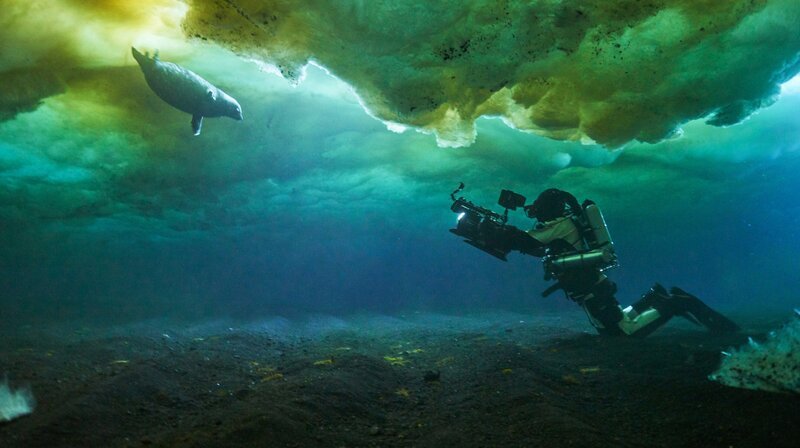 Hugh Miller ist mit einem Kreislauftauchgerät unter das Meereis des Rossmeeres getaucht, um das Verhalten eines Weddellrobbenweibchens im Kampf gegen Männchen einzufangen. – Bild: phoenix/​ZDF/​Justin Hofman