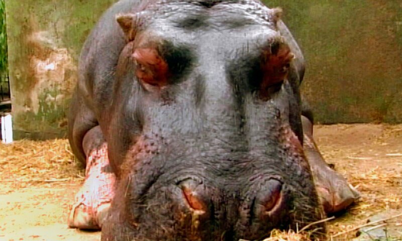 Flusspferddame Tana geht es nicht gut. – Bild: HR